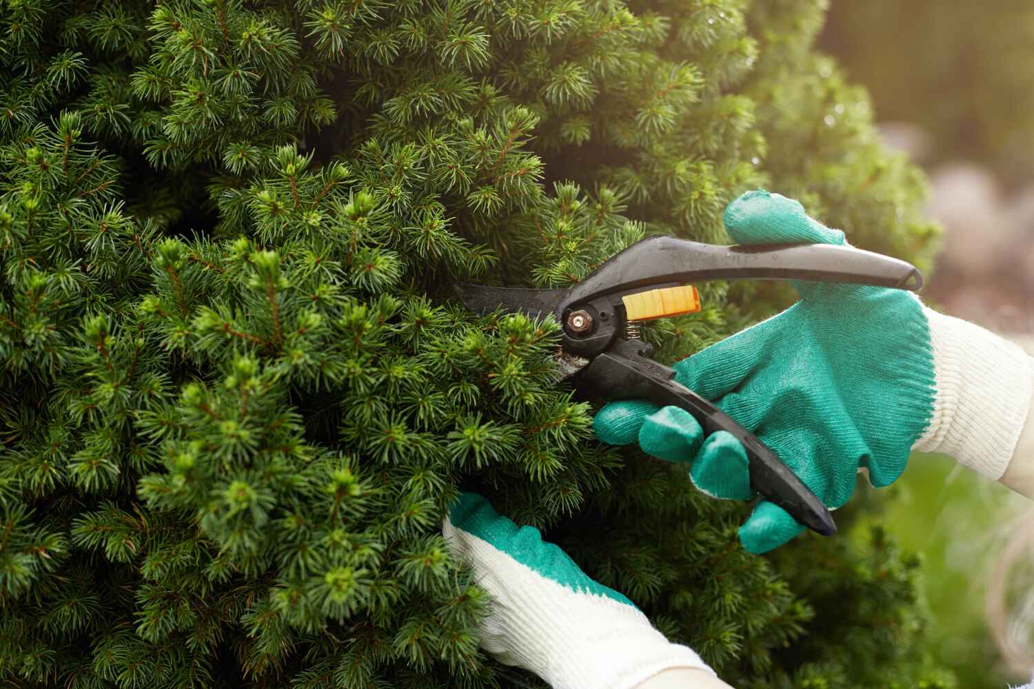 Reliable Druid Hills, GA Tree Service Solutions